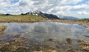 53 Nella pozza d'acqua prolificano dalle uova di rane i girini